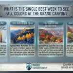 What is the single best week to see fall colors at the Grand Canyon